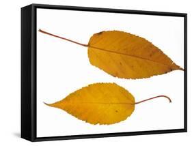 Pere David's Maple Two Leaves in Autumn Colours, Native to China-Philippe Clement-Framed Stretched Canvas