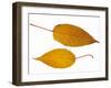 Pere David's Maple Two Leaves in Autumn Colours, Native to China-Philippe Clement-Framed Photographic Print