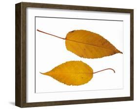 Pere David's Maple Two Leaves in Autumn Colours, Native to China-Philippe Clement-Framed Photographic Print