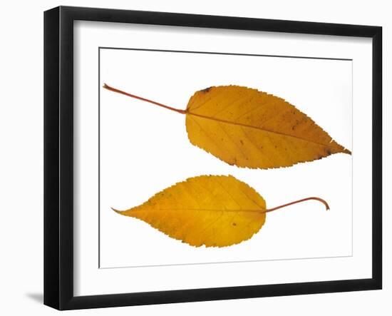 Pere David's Maple Two Leaves in Autumn Colours, Native to China-Philippe Clement-Framed Photographic Print