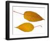 Pere David's Maple Two Leaves in Autumn Colours, Native to China-Philippe Clement-Framed Photographic Print