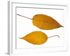 Pere David's Maple Two Leaves in Autumn Colours, Native to China-Philippe Clement-Framed Photographic Print