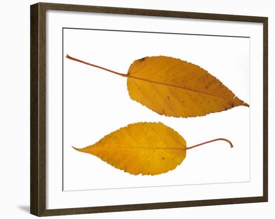 Pere David's Maple Two Leaves in Autumn Colours, Native to China-Philippe Clement-Framed Photographic Print
