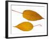 Pere David's Maple Two Leaves in Autumn Colours, Native to China-Philippe Clement-Framed Photographic Print