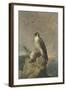 Peregrine and Teal-Archibald Thorburn-Framed Giclee Print