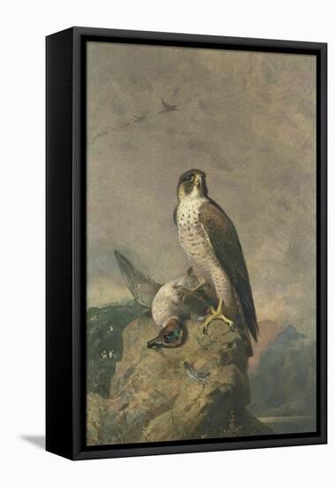 Peregrine and Teal-Archibald Thorburn-Framed Stretched Canvas