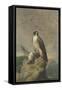 Peregrine and Teal-Archibald Thorburn-Framed Stretched Canvas