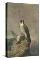 Peregrine and Teal-Archibald Thorburn-Stretched Canvas