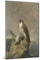 Peregrine and Teal-Archibald Thorburn-Mounted Giclee Print