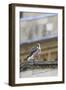 Peregrine (Falco Peregrinus Peregrinus) Chick on Roof, Norwich Cathedral, Norfolk, June 2013-Robin Chittenden-Framed Photographic Print