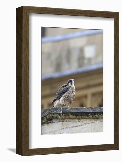 Peregrine (Falco Peregrinus Peregrinus) Chick on Roof, Norwich Cathedral, Norfolk, June 2013-Robin Chittenden-Framed Photographic Print