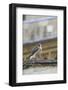 Peregrine (Falco Peregrinus Peregrinus) Chick on Roof, Norwich Cathedral, Norfolk, June 2013-Robin Chittenden-Framed Photographic Print