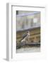 Peregrine (Falco Peregrinus Peregrinus) Chick on Roof, Norwich Cathedral, Norfolk, June 2013-Robin Chittenden-Framed Photographic Print