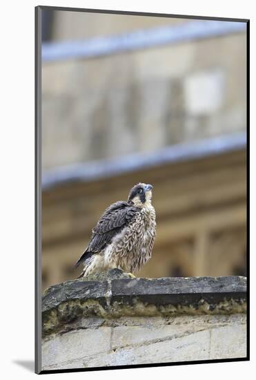 Peregrine (Falco Peregrinus Peregrinus) Chick on Roof, Norwich Cathedral, Norfolk, June 2013-Robin Chittenden-Mounted Photographic Print