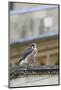 Peregrine (Falco Peregrinus Peregrinus) Chick on Roof, Norwich Cathedral, Norfolk, June 2013-Robin Chittenden-Mounted Photographic Print