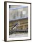 Peregrine (Falco Peregrinus Peregrinus) Chick on Roof, Norwich Cathedral, Norfolk, June 2013-Robin Chittenden-Framed Photographic Print