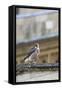 Peregrine (Falco Peregrinus Peregrinus) Chick on Roof, Norwich Cathedral, Norfolk, June 2013-Robin Chittenden-Framed Stretched Canvas