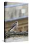 Peregrine (Falco Peregrinus Peregrinus) Chick on Roof, Norwich Cathedral, Norfolk, June 2013-Robin Chittenden-Stretched Canvas