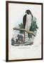 Peregrine Falcon, 1863-79-Raimundo Petraroja-Framed Giclee Print