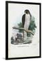 Peregrine Falcon, 1863-79-Raimundo Petraroja-Framed Giclee Print