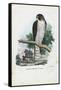 Peregrine Falcon, 1863-79-Raimundo Petraroja-Framed Stretched Canvas