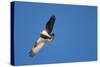 Peregrine Falcon, Acadia National Park, Maine-Paul Souders-Stretched Canvas