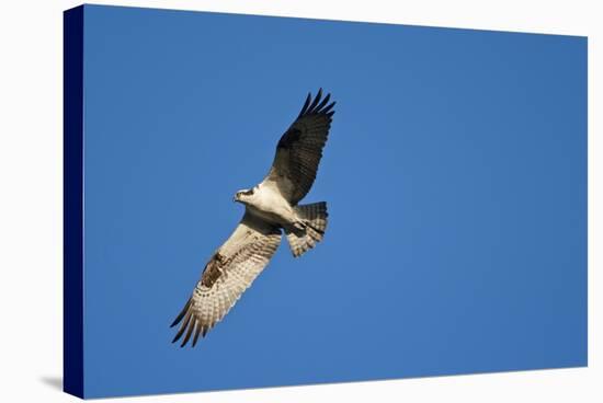 Peregrine Falcon, Acadia National Park, Maine-Paul Souders-Stretched Canvas