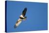 Peregrine Falcon, Acadia National Park, Maine-Paul Souders-Stretched Canvas