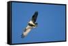 Peregrine Falcon, Acadia National Park, Maine-Paul Souders-Framed Stretched Canvas