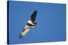 Peregrine Falcon, Acadia National Park, Maine-Paul Souders-Stretched Canvas