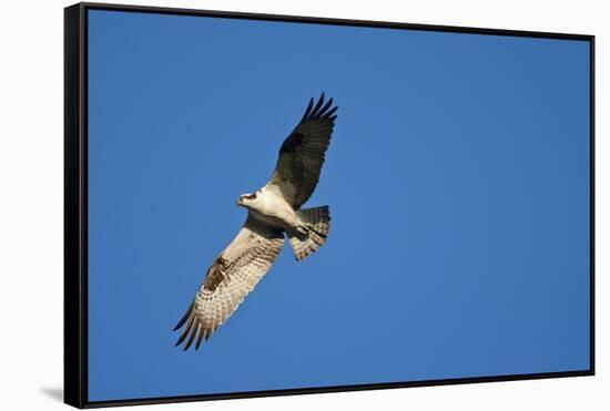 Peregrine Falcon, Acadia National Park, Maine-Paul Souders-Framed Stretched Canvas