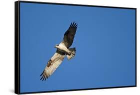 Peregrine Falcon, Acadia National Park, Maine-Paul Souders-Framed Stretched Canvas