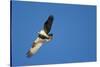 Peregrine Falcon, Acadia National Park, Maine-Paul Souders-Stretched Canvas