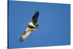 Peregrine Falcon, Acadia National Park, Maine-Paul Souders-Stretched Canvas