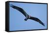 Peregrine Falcon, Acadia National Park, Maine-Paul Souders-Framed Stretched Canvas