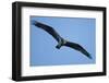 Peregrine Falcon, Acadia National Park, Maine-Paul Souders-Framed Photographic Print