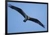 Peregrine Falcon, Acadia National Park, Maine-Paul Souders-Framed Photographic Print