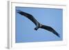 Peregrine Falcon, Acadia National Park, Maine-Paul Souders-Framed Photographic Print