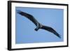 Peregrine Falcon, Acadia National Park, Maine-Paul Souders-Framed Photographic Print