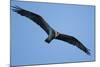 Peregrine Falcon, Acadia National Park, Maine-Paul Souders-Mounted Photographic Print