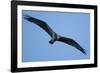 Peregrine Falcon, Acadia National Park, Maine-Paul Souders-Framed Photographic Print