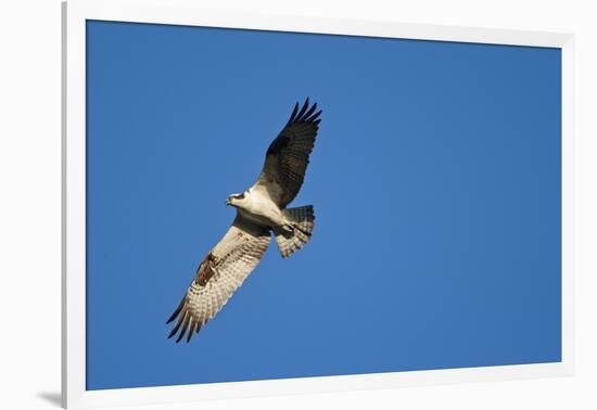 Peregrine Falcon, Acadia National Park, Maine-Paul Souders-Framed Photographic Print