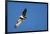 Peregrine Falcon, Acadia National Park, Maine-Paul Souders-Framed Photographic Print