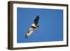 Peregrine Falcon, Acadia National Park, Maine-Paul Souders-Framed Photographic Print