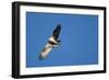 Peregrine Falcon, Acadia National Park, Maine-Paul Souders-Framed Photographic Print