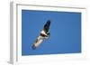 Peregrine Falcon, Acadia National Park, Maine-Paul Souders-Framed Photographic Print