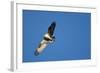 Peregrine Falcon, Acadia National Park, Maine-Paul Souders-Framed Photographic Print