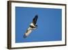 Peregrine Falcon, Acadia National Park, Maine-Paul Souders-Framed Photographic Print