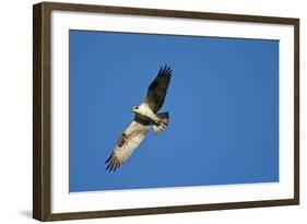 Peregrine Falcon, Acadia National Park, Maine-Paul Souders-Framed Photographic Print