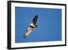 Peregrine Falcon, Acadia National Park, Maine-Paul Souders-Framed Photographic Print